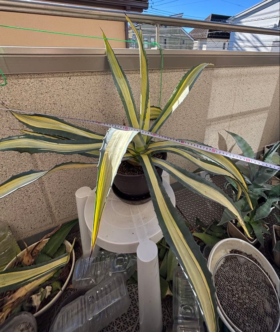 特大‼️ アガベ アメリカーナ・メディオピクタ 中斑　黄中班 横幅100㎝