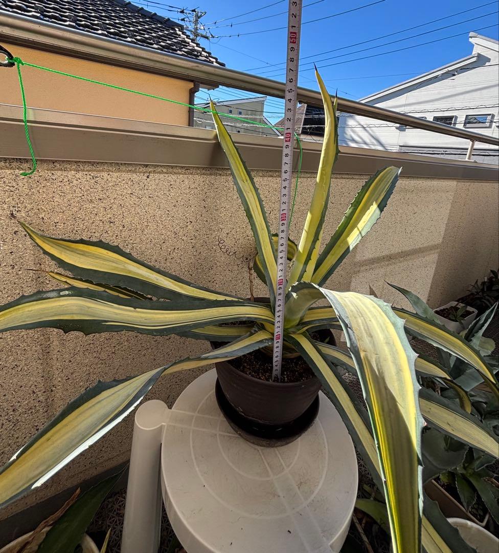 特大‼️ アガベ アメリカーナ・メディオピクタ 中斑　黄中班 横幅100㎝