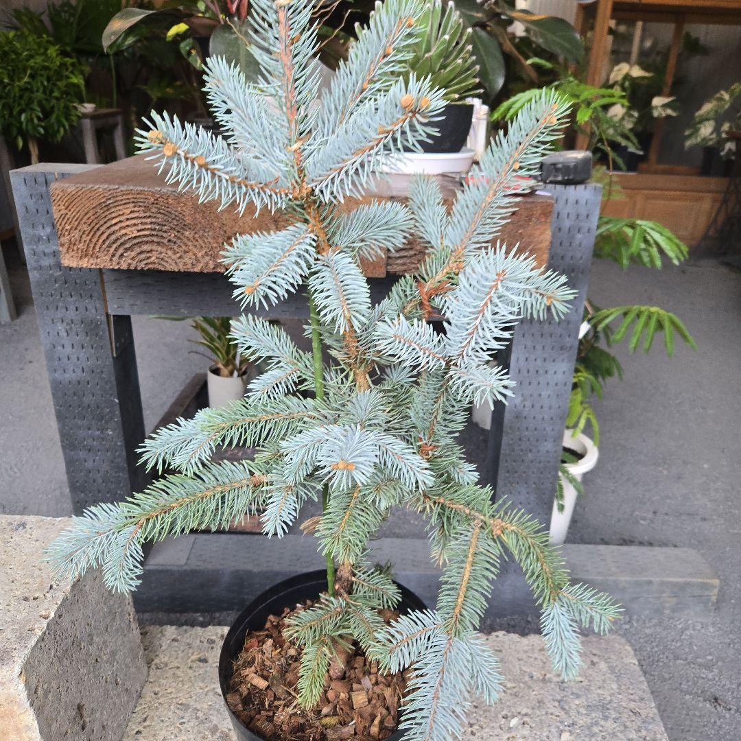 ④　ブンゲンス　トウヒ　ホプシー8号　最高等級極上品‼️