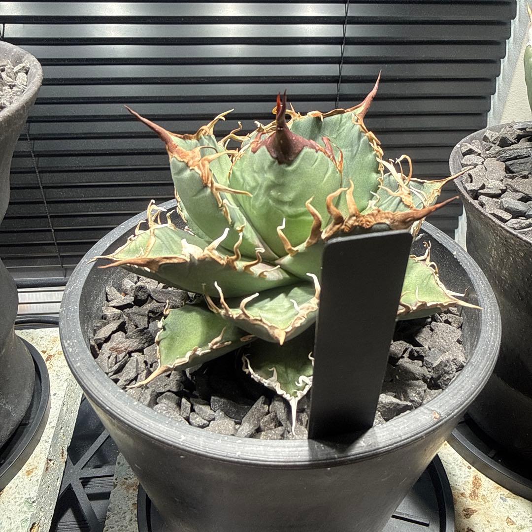 アガベ　シャークソウイ　shark soui 親株