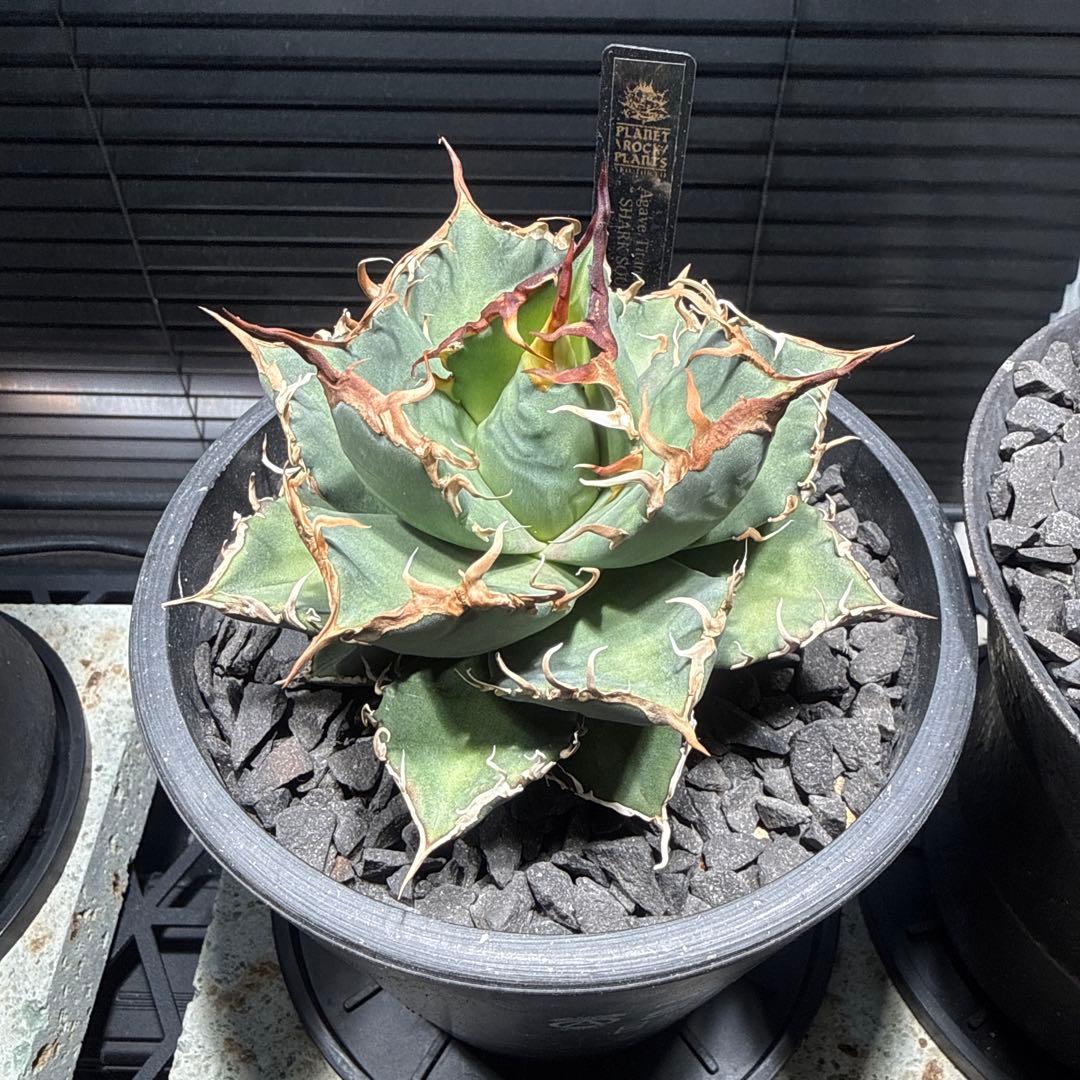 アガベ　シャークソウイ　shark soui 親株