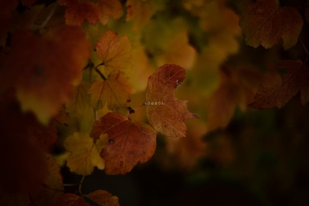 虹の出る癖玉！Leica Summar 50mm f2 オールドレンズ