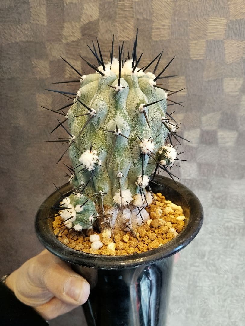 \"現地株 特選\" コピアポア 黒王丸 カキコ