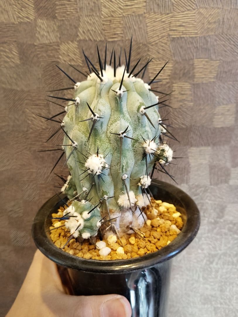 \"現地株 特選\" コピアポア 黒王丸 カキコ