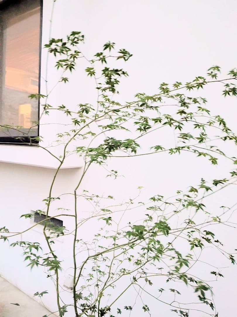 モミジとコハウチワカエデ共生株。