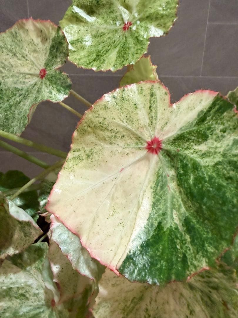 ベゴニア ルージュ バリエガータ