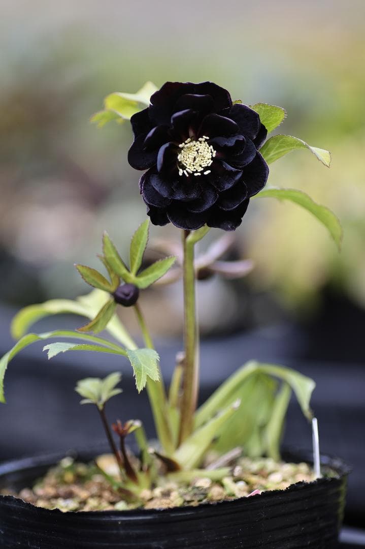 クリスマスローズ 開花株 八咫烏hyb