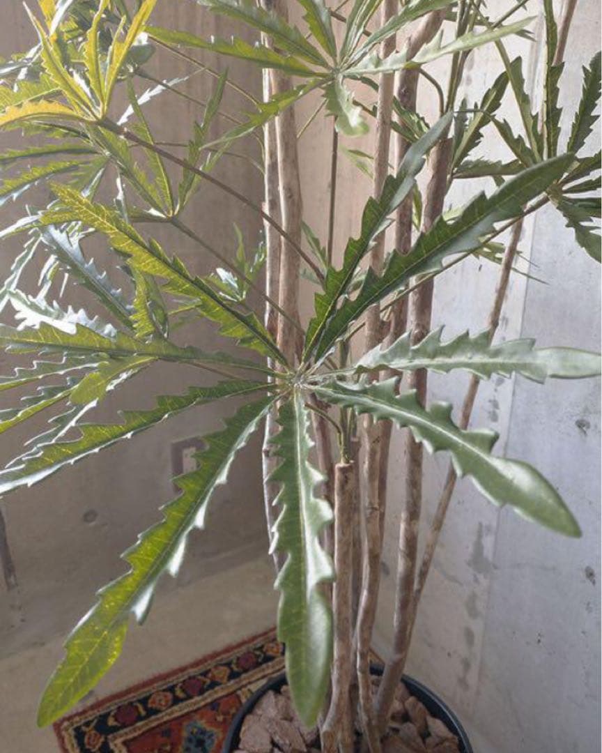 光触媒　人工観葉植物　ウォールグリーン　フェイクグリーン　アラレアgtj