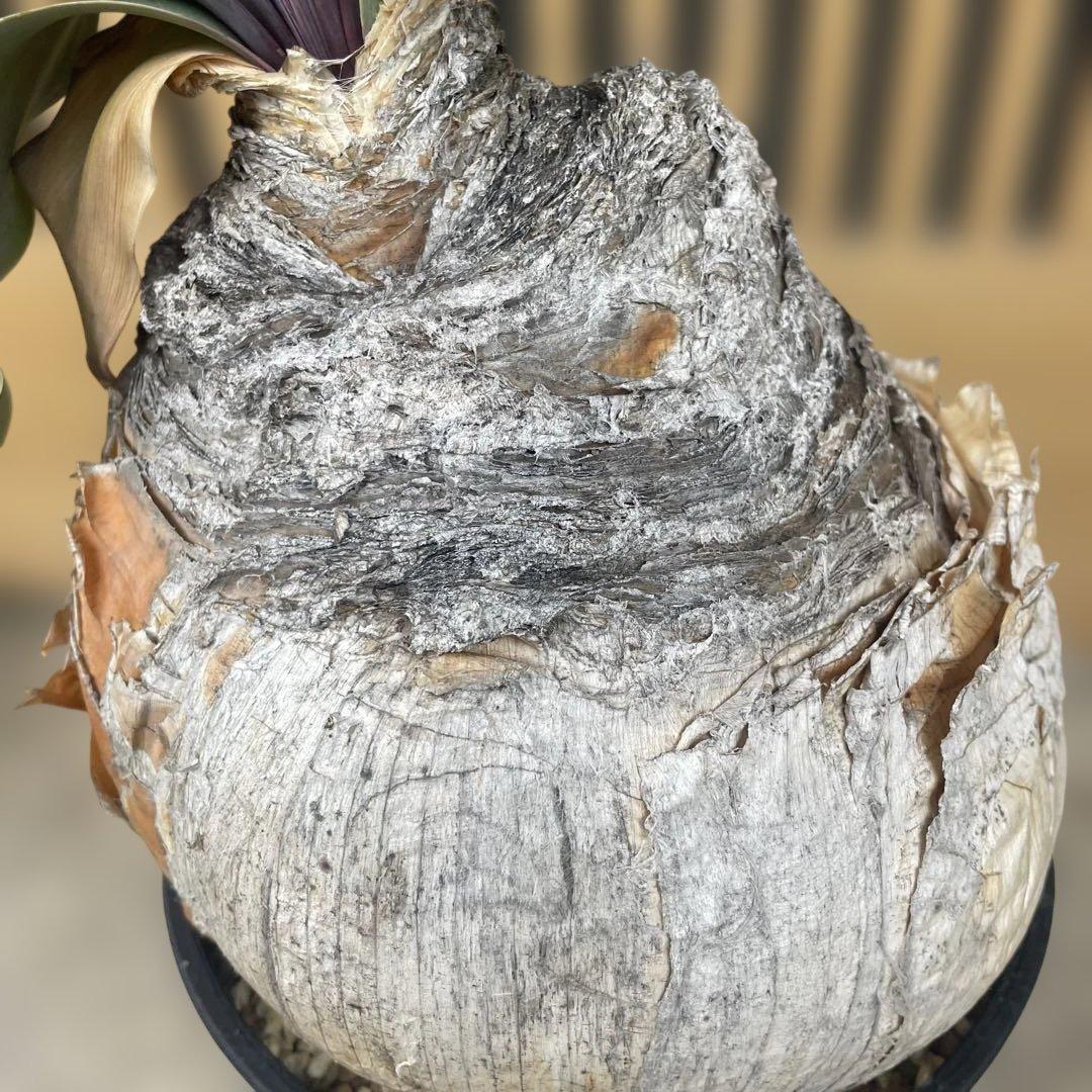 ブーファン ハエマンソイデス