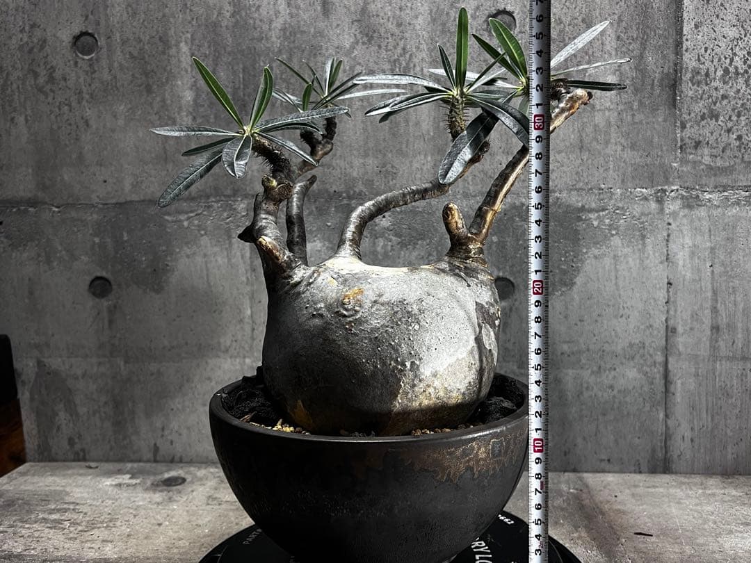 パキポディウム　グラキリス