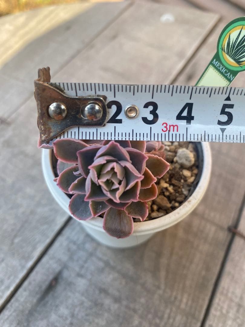 リクエスト　4頭群生　原種　チャザロイ　Chazaroi エケベリア