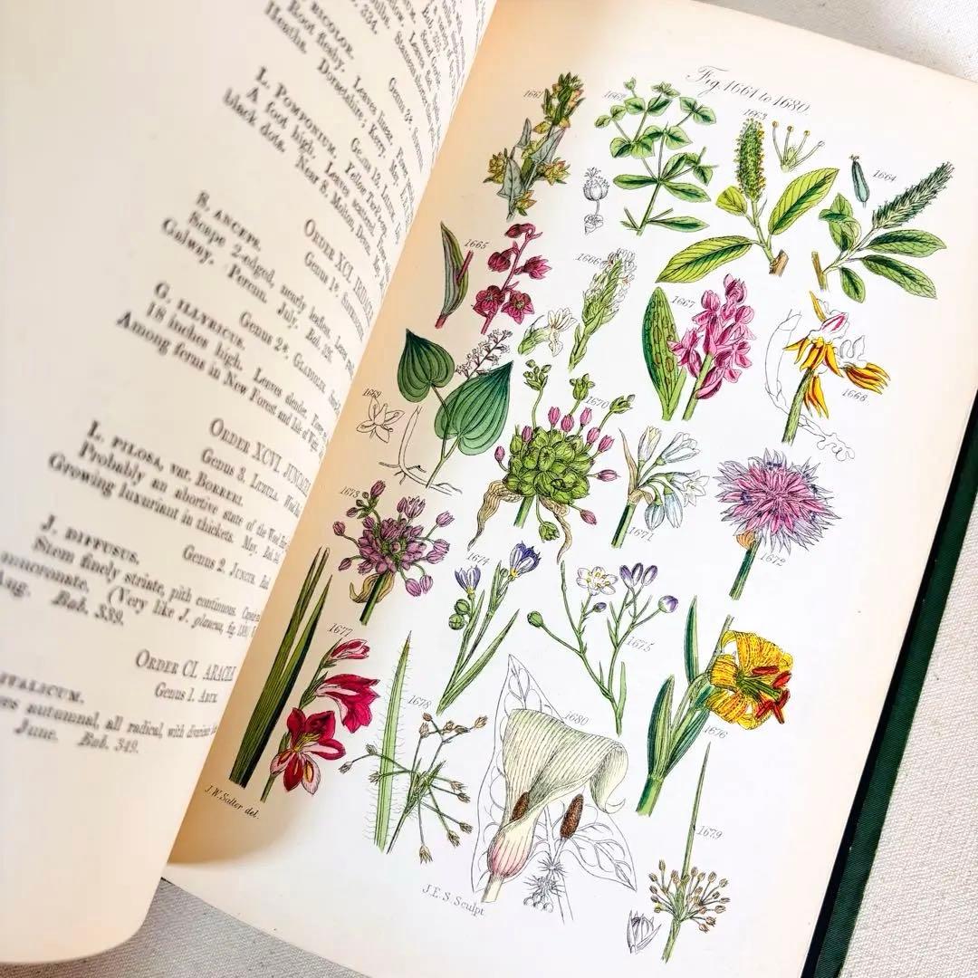 洋書　1876年 野の花 British 花 植物図鑑 英国 Sowerby
