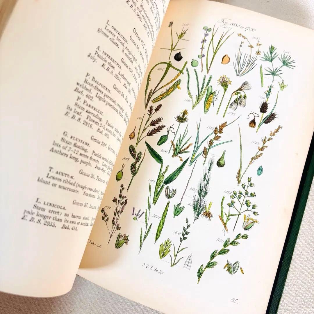 洋書　1876年 野の花 British 花 植物図鑑 英国 Sowerby