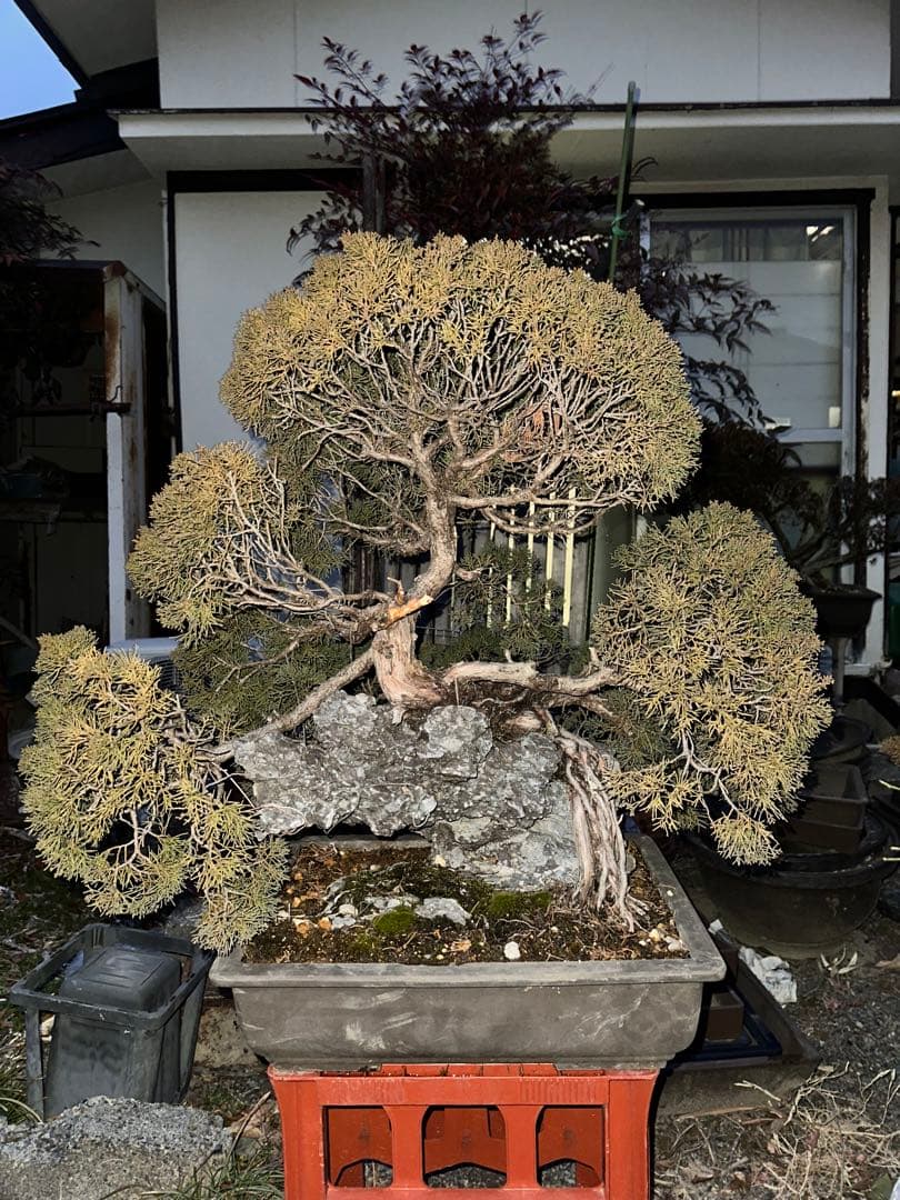 真柏(石付き) 根上がり　山木　山採り後50年　引取限定　自社配送可能　要相談