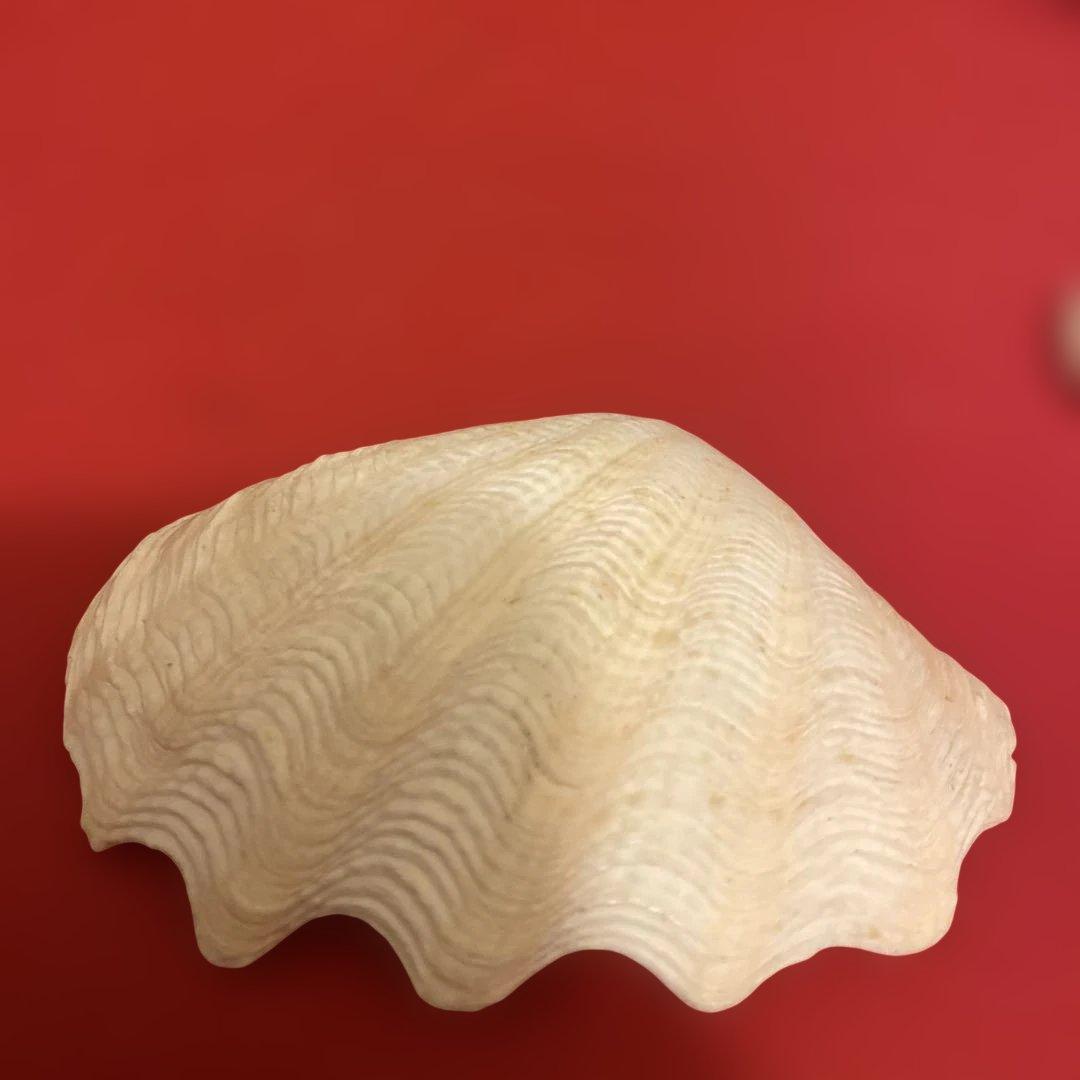 ヒメジャコ貝