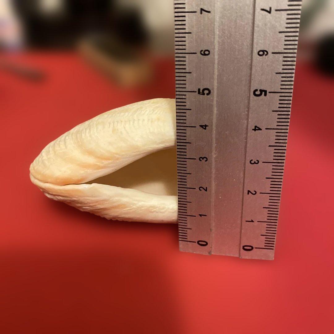ヒメジャコ貝