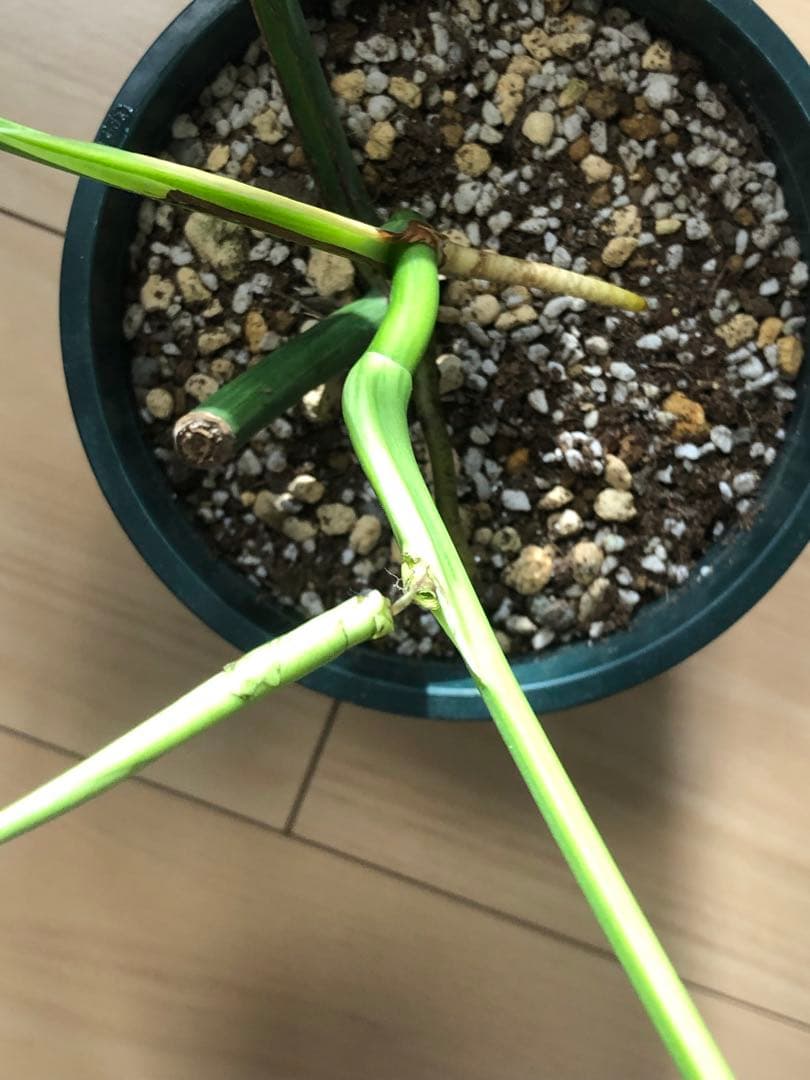 モンステラ デリシオーサ イエローマリリン 斑入り