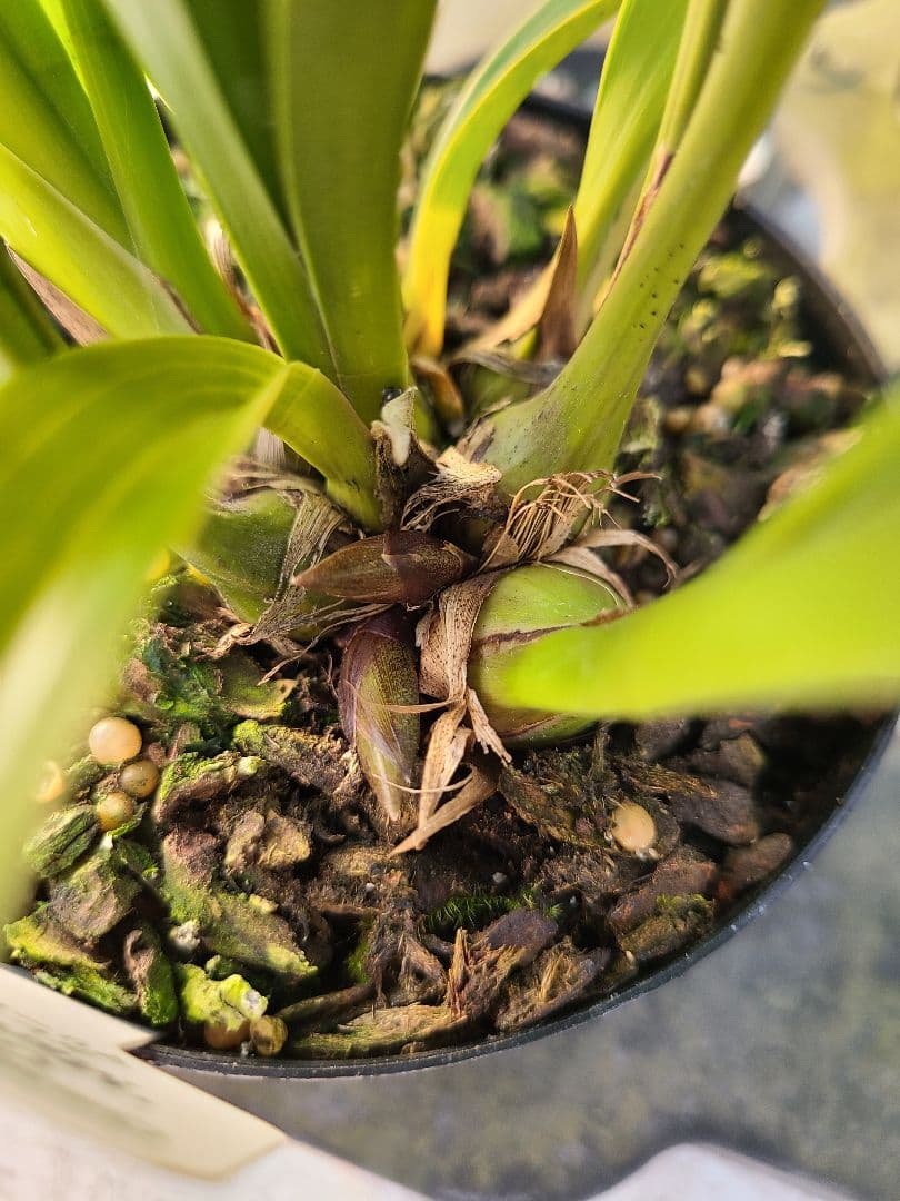 ミスマフェット。花芽2個。5鉢セット。蜜蜂誘引蘭。日本蜜蜂