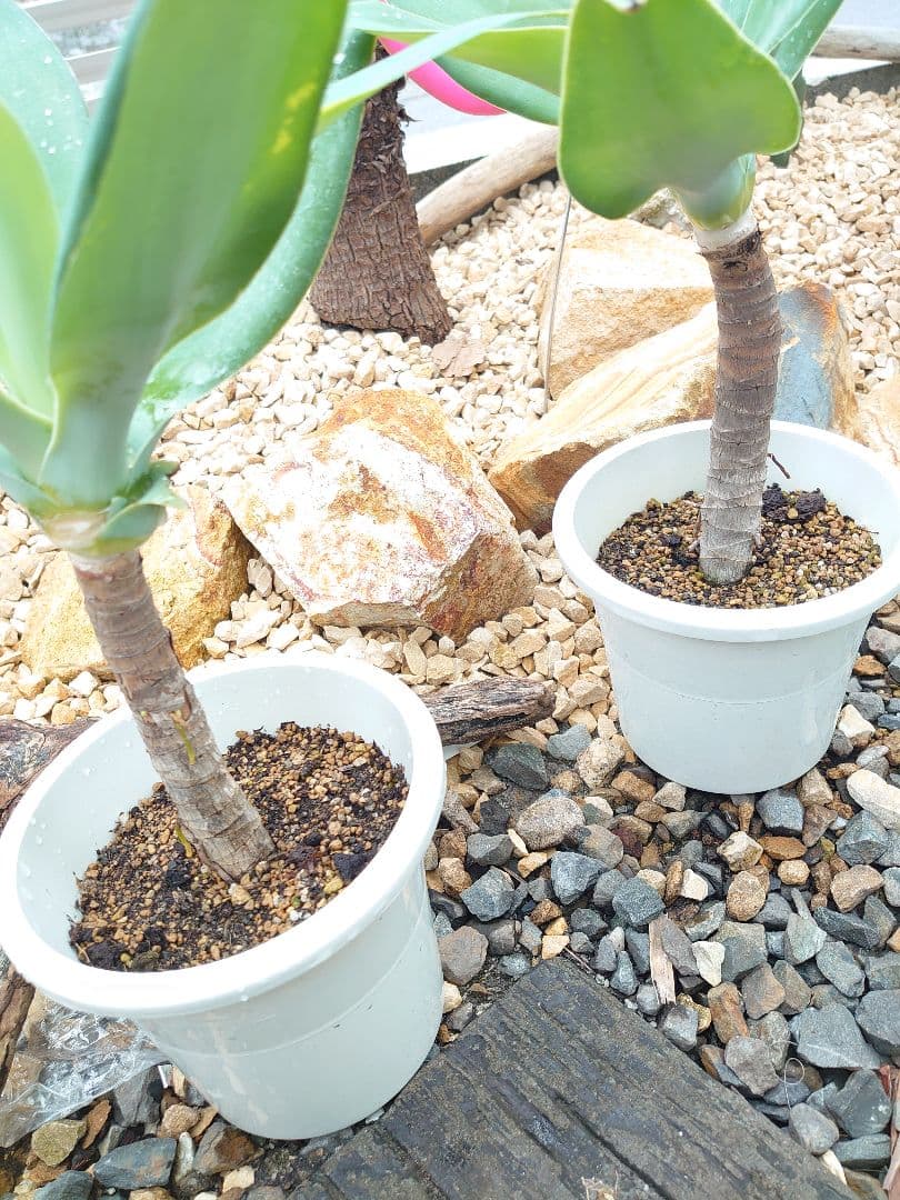 アガベ アテナータ ２株セット