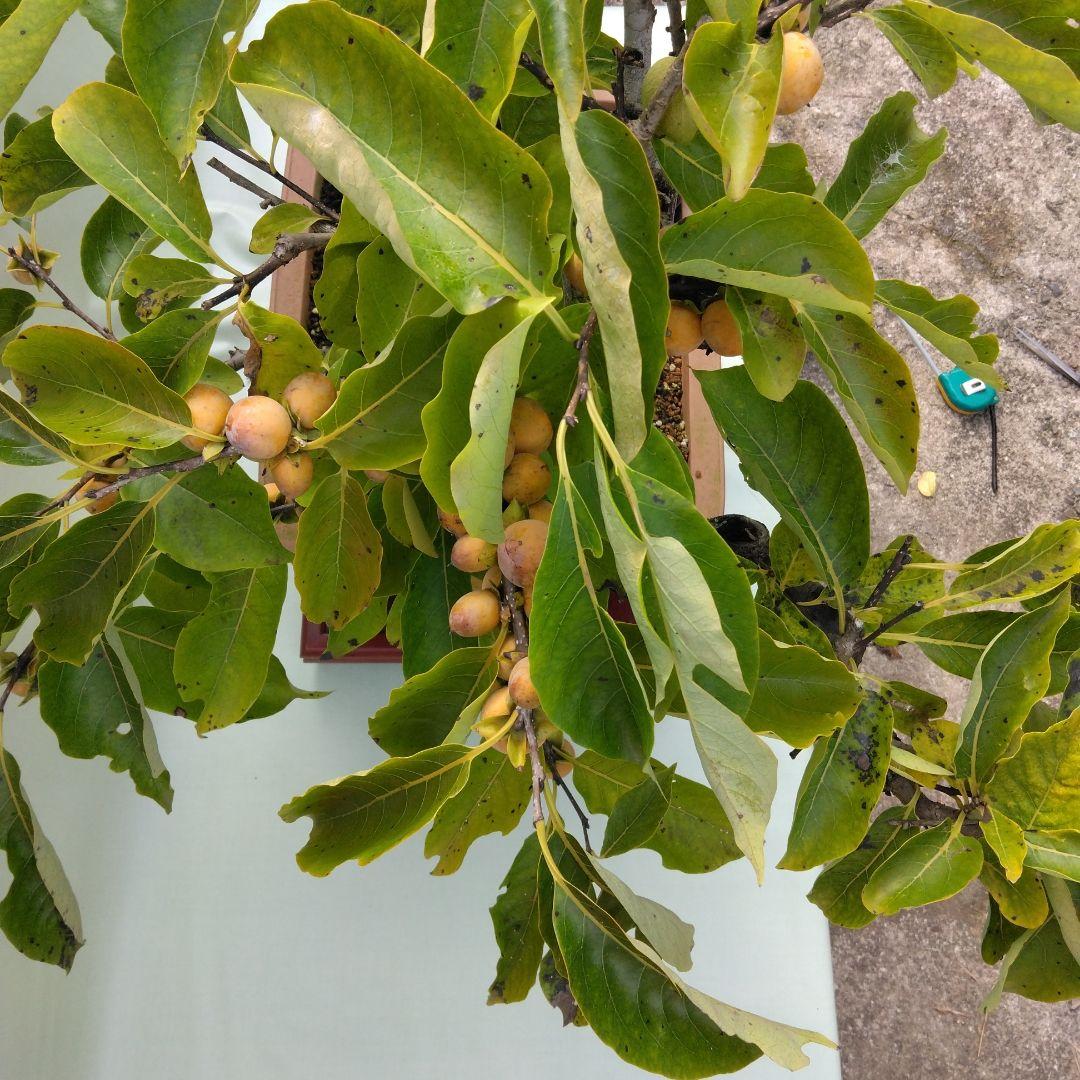 信濃柿（豆柿)大品盆栽です。実なり。黒松、赤松、五葉松盆栽 引き取り限定