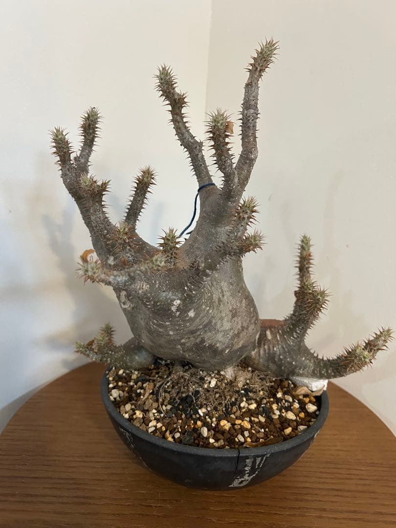 パキポディウム マカイエンセ 3頭 赤肌