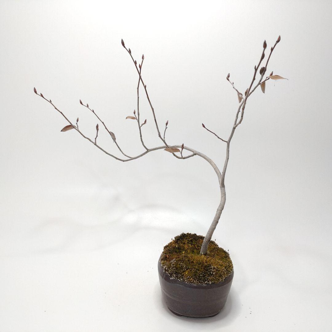 寒樹ヤマコウバシ盆栽 SS016