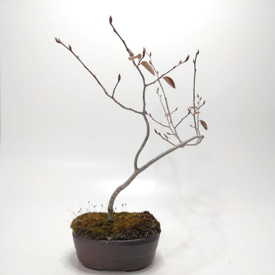 寒樹ヤマコウバシ盆栽 SS016