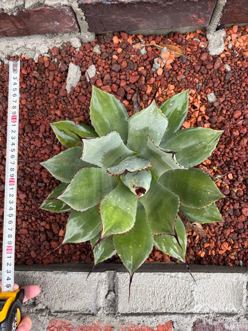 パリートランカータ実生　2株セット