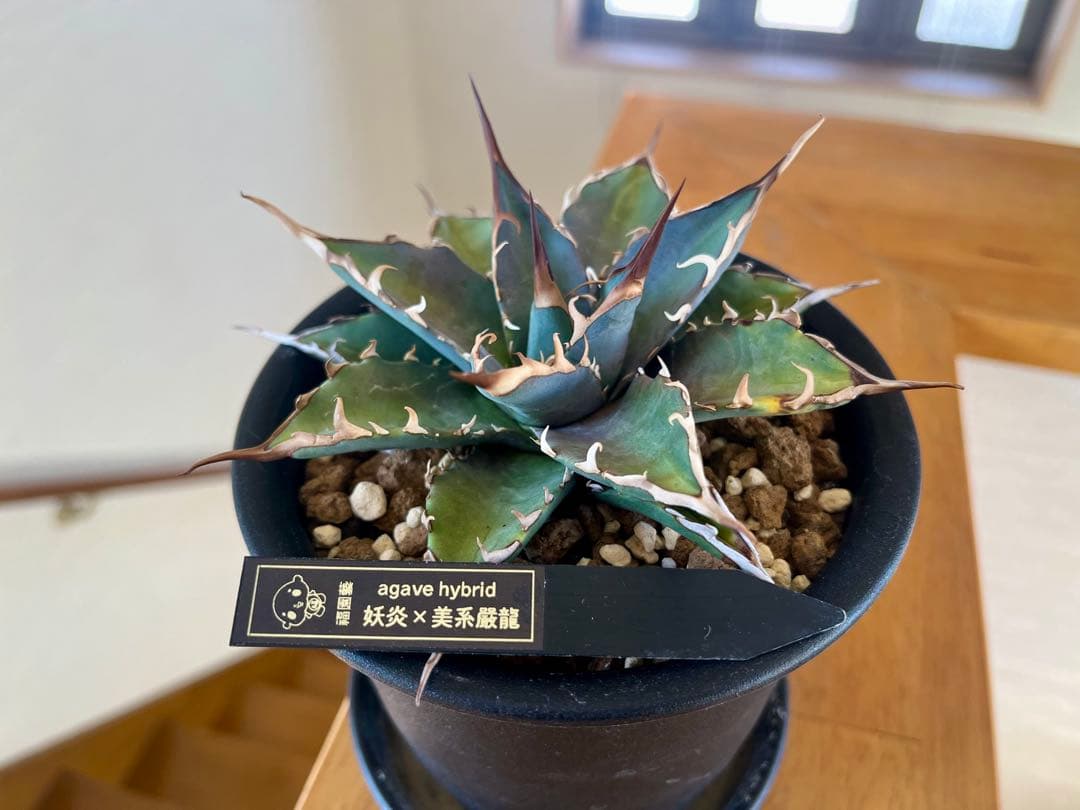 やーまん太郎 アガべ ハイブリッド エボリスピナ×美系厳龍 福園藝産