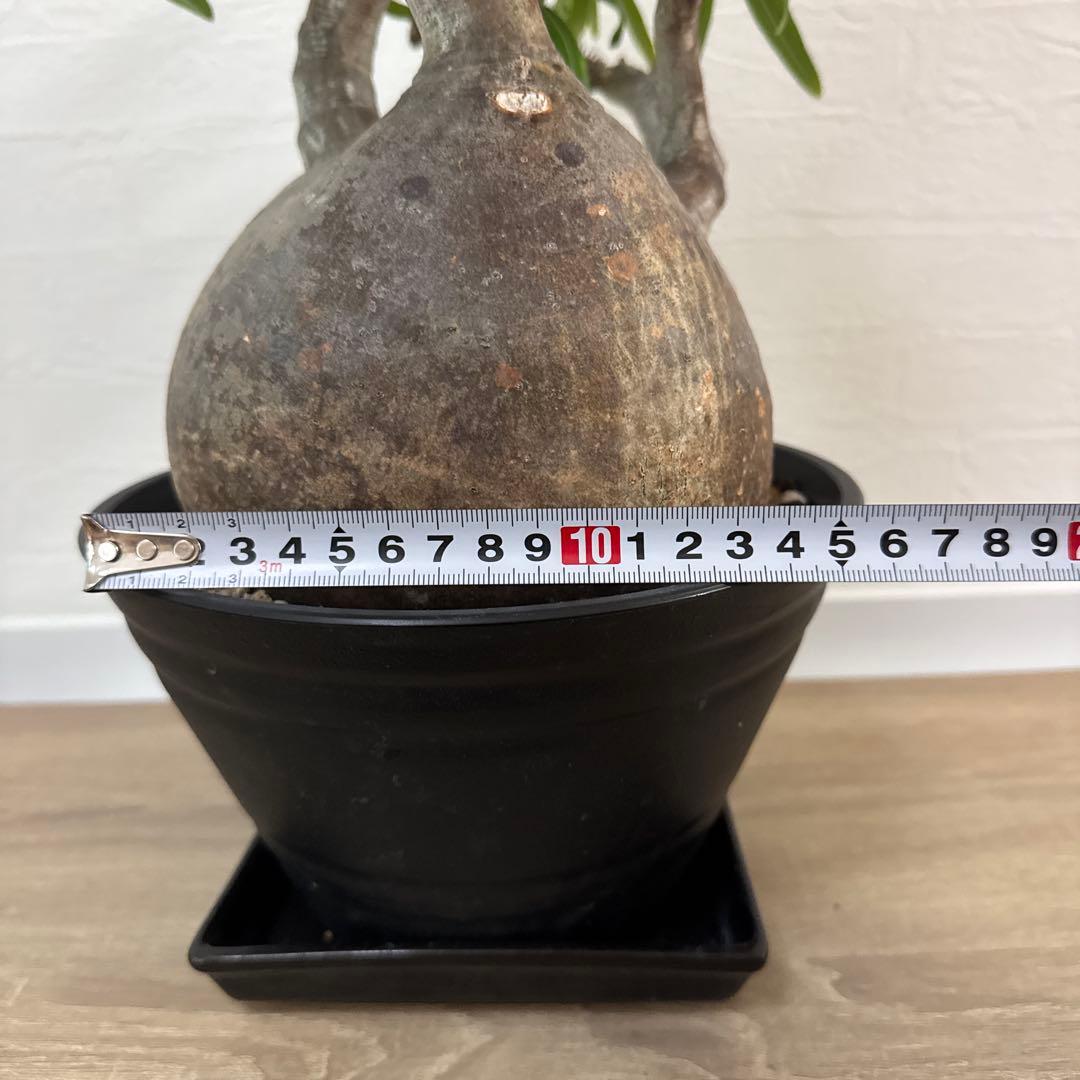 グラキリス 塊根植物 約30cm 黒鉢