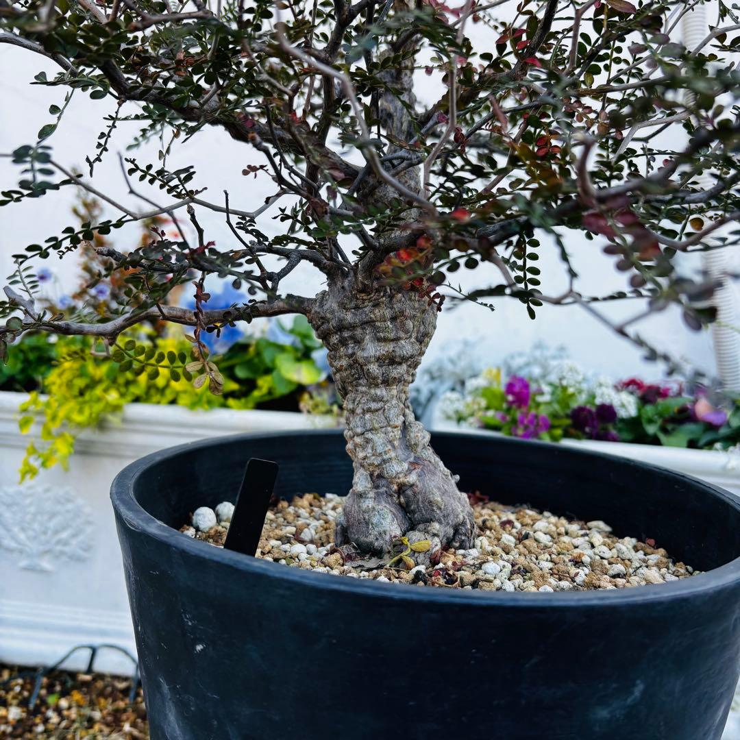 【コレクション株】 大株 実生 オペルクリカリア パキプス 雄株 毎年開花