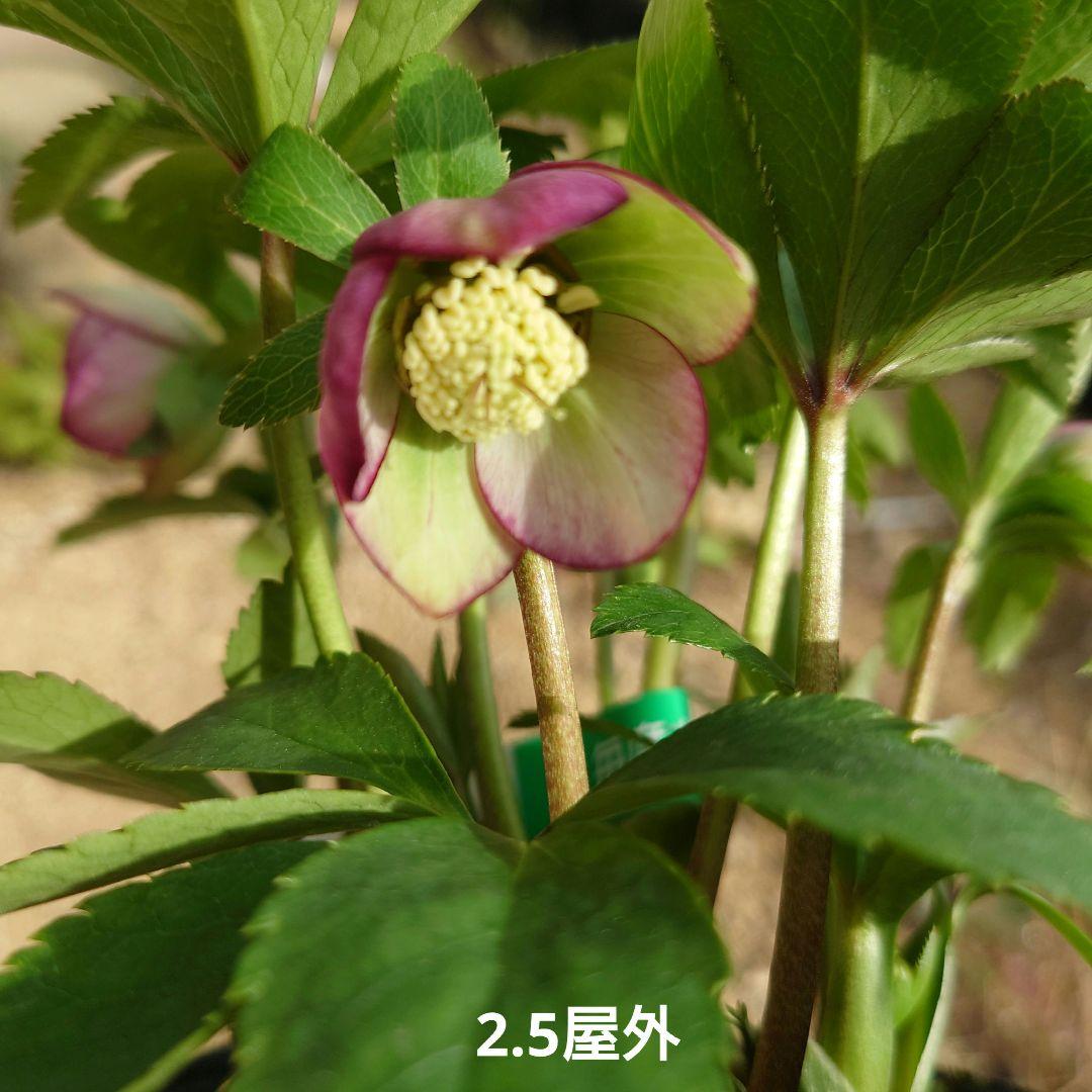 クリスマスローズ　ムルチ系ヒデコートhyb 大木ナーセリー