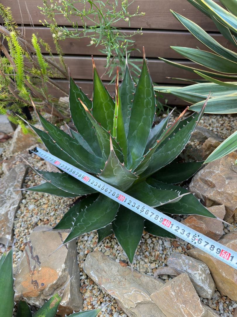アガベ モンタナ大株