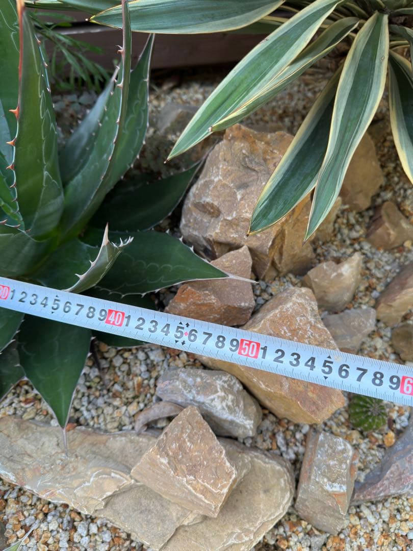 アガベ モンタナ大株