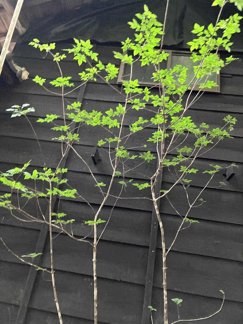 89 山採り　アオダモ