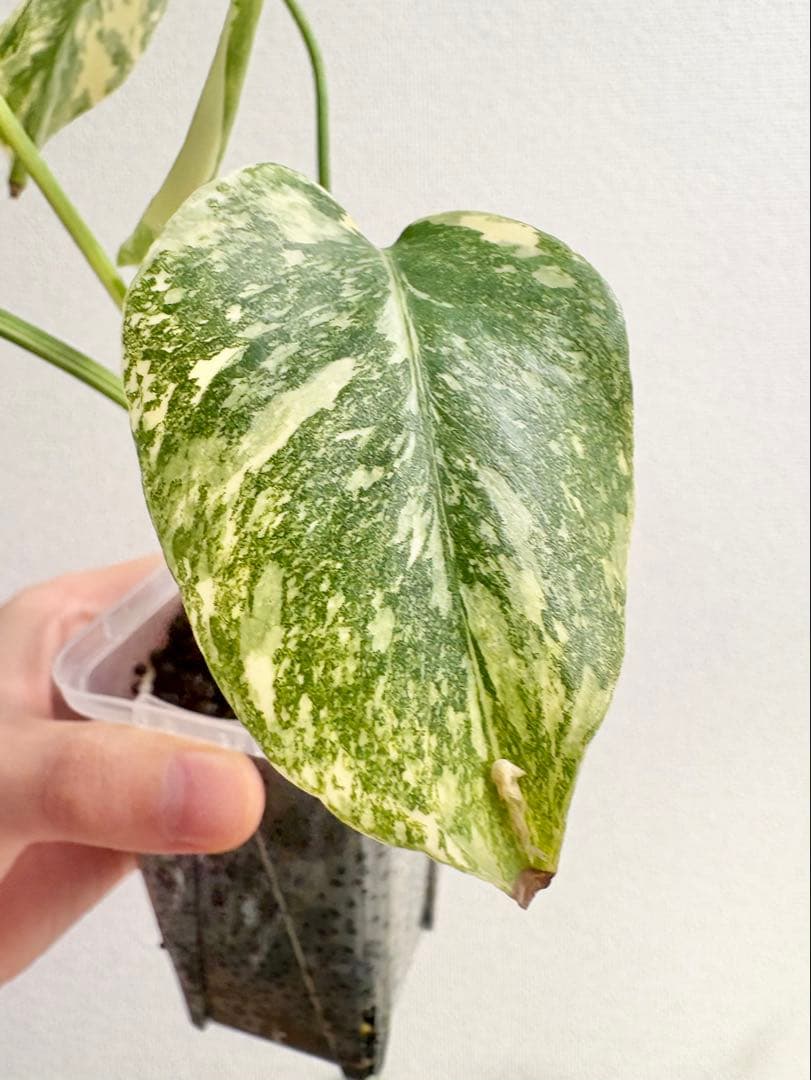 kamekichi1113　モンステラ クリームブリュレ