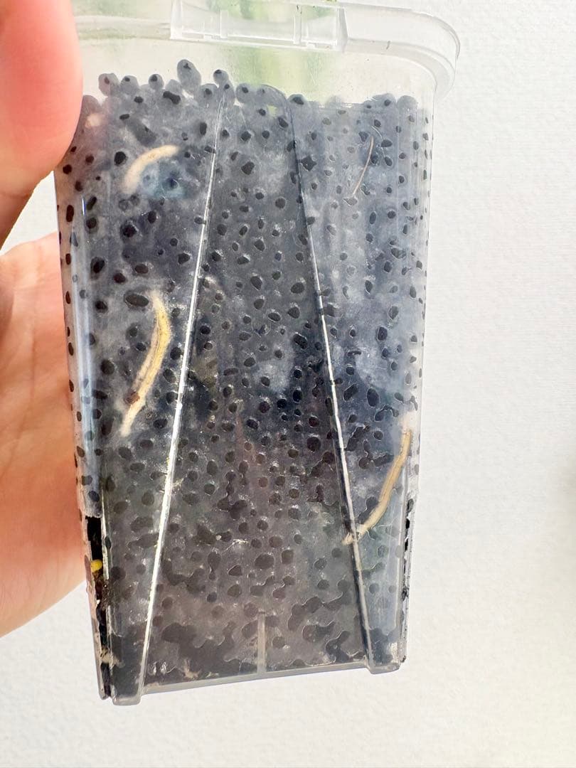 kamekichi1113　モンステラ クリームブリュレ