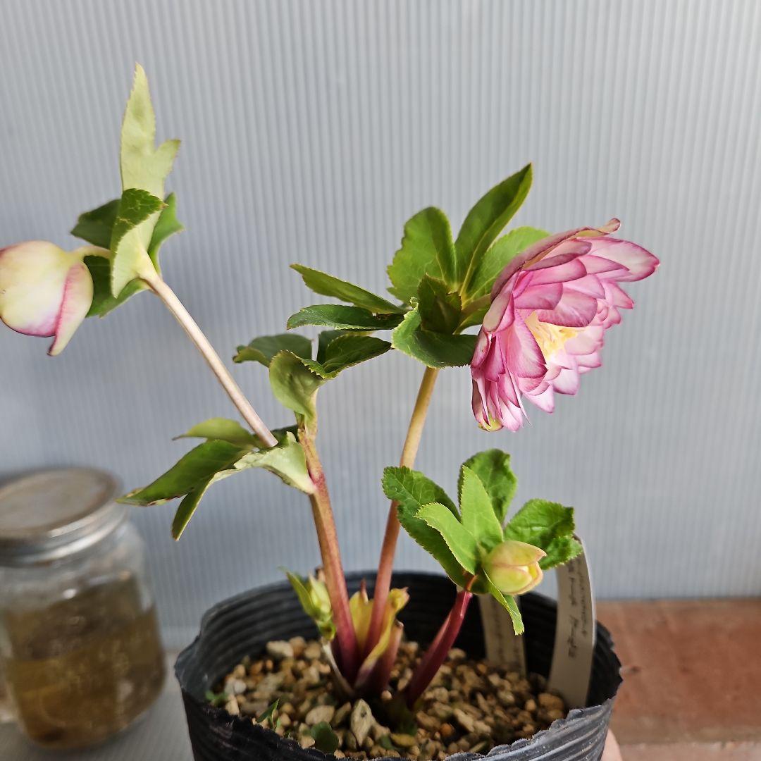 ㉖-117クリスマスローズ