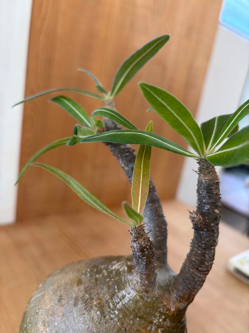 グラキリス　ベアルート