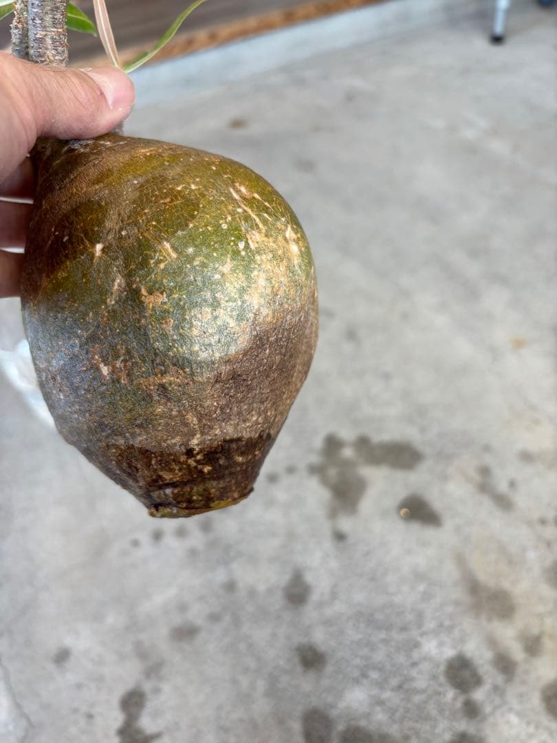 グラキリス　ベアルート