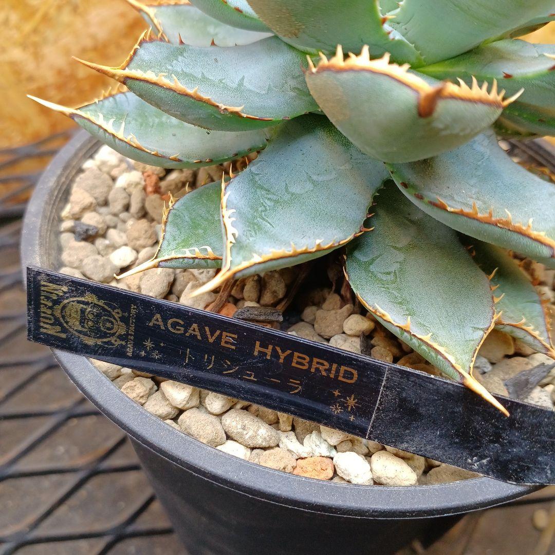 アガベ　HYBRID　子株