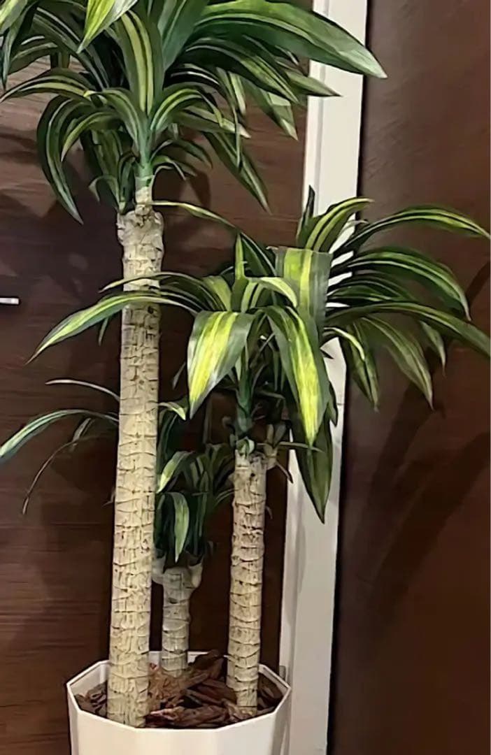 光触媒　人工観葉植物　フェイクグリーン　ドラセナ　幸福の木マッサン160