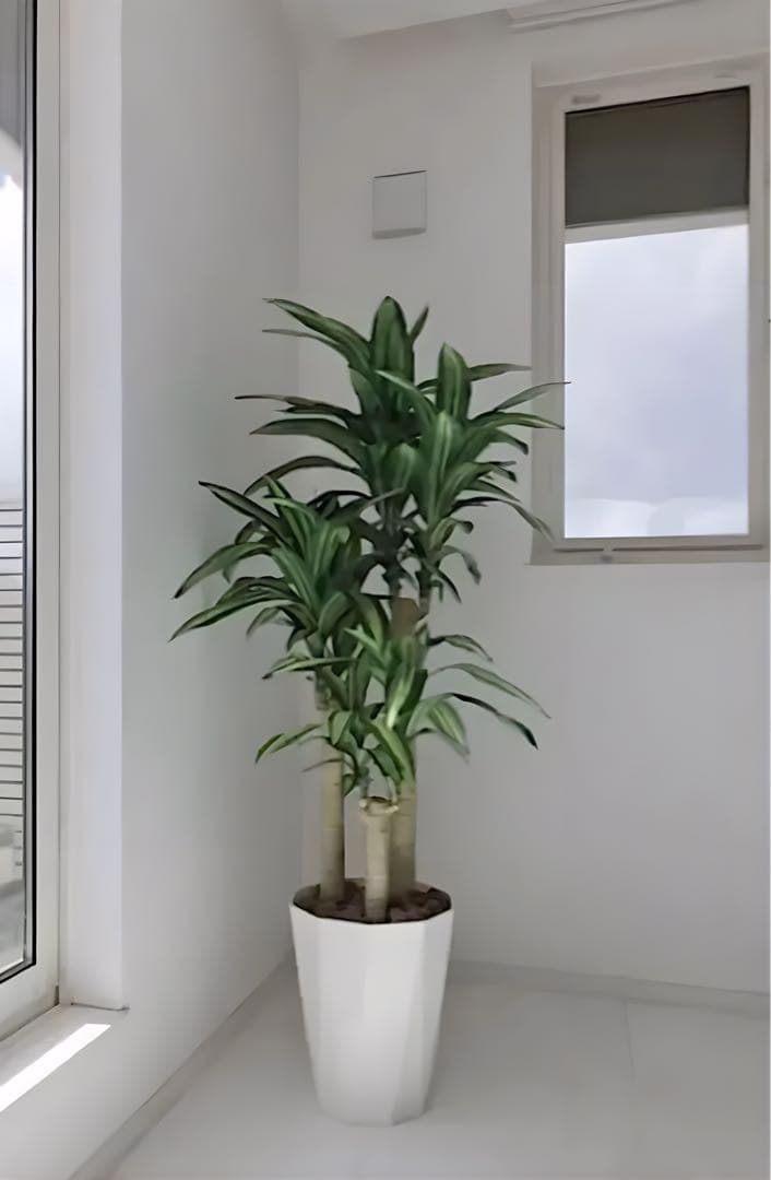 光触媒　人工観葉植物　フェイクグリーン　ドラセナ　幸福の木マッサン160