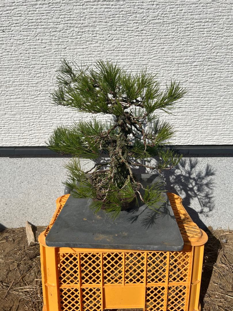 赤松盆栽　株立ち