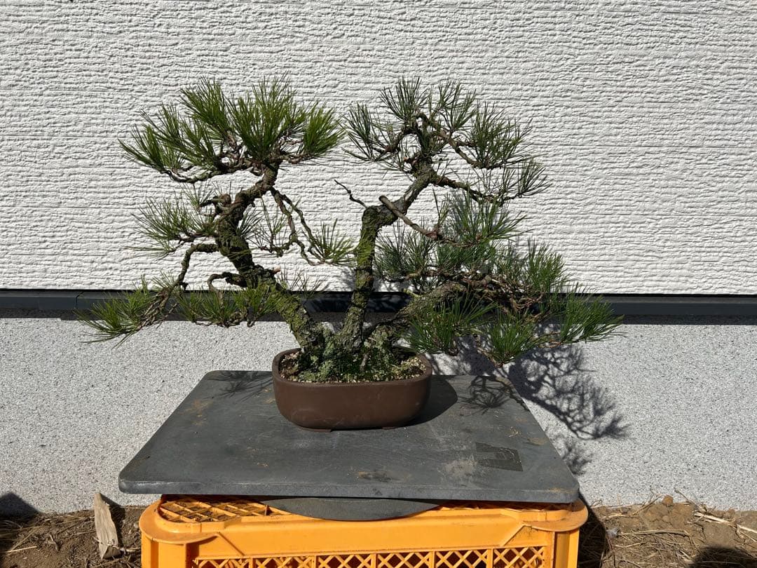 赤松盆栽　株立ち