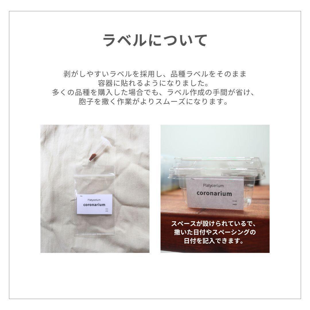 【数量限定】ビカクシダ胞子　60種セット