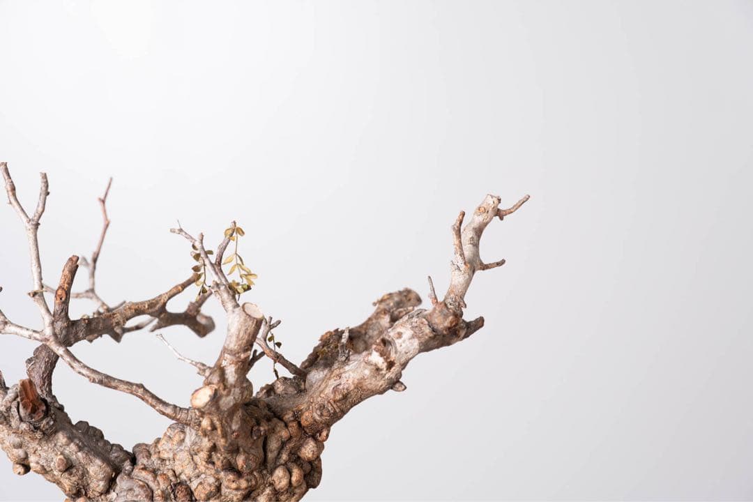 KP112 オペルクリカリア パキプス コーデックス ベアルート株　枝カット済み