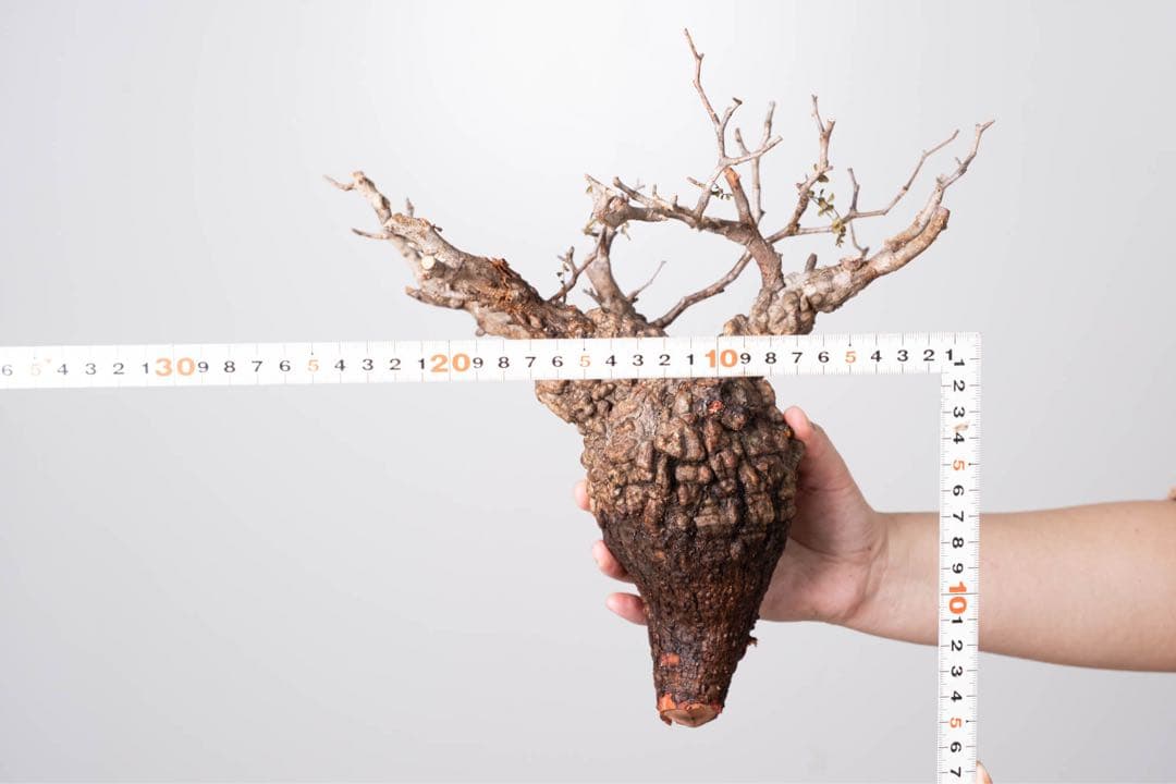 KP112 オペルクリカリア パキプス コーデックス ベアルート株　枝カット済み