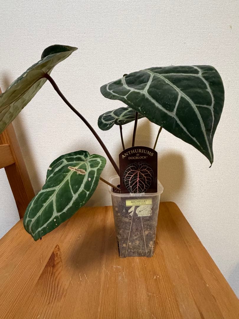 ＊アンスリウム　ミシェル　ドックブロック 3.5号＊