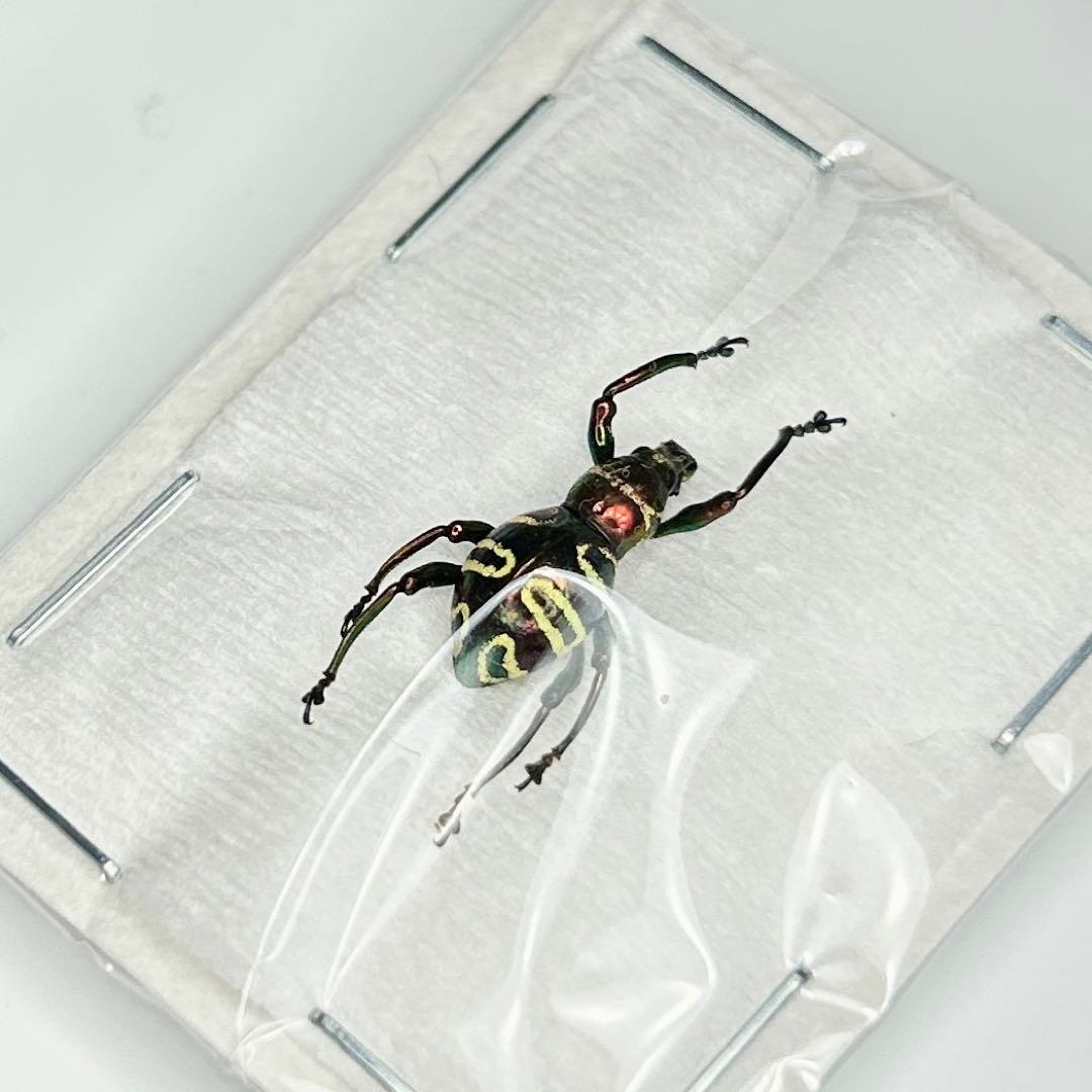 お値下げ終了01113 カタゾウムシ　12頭セットＣ